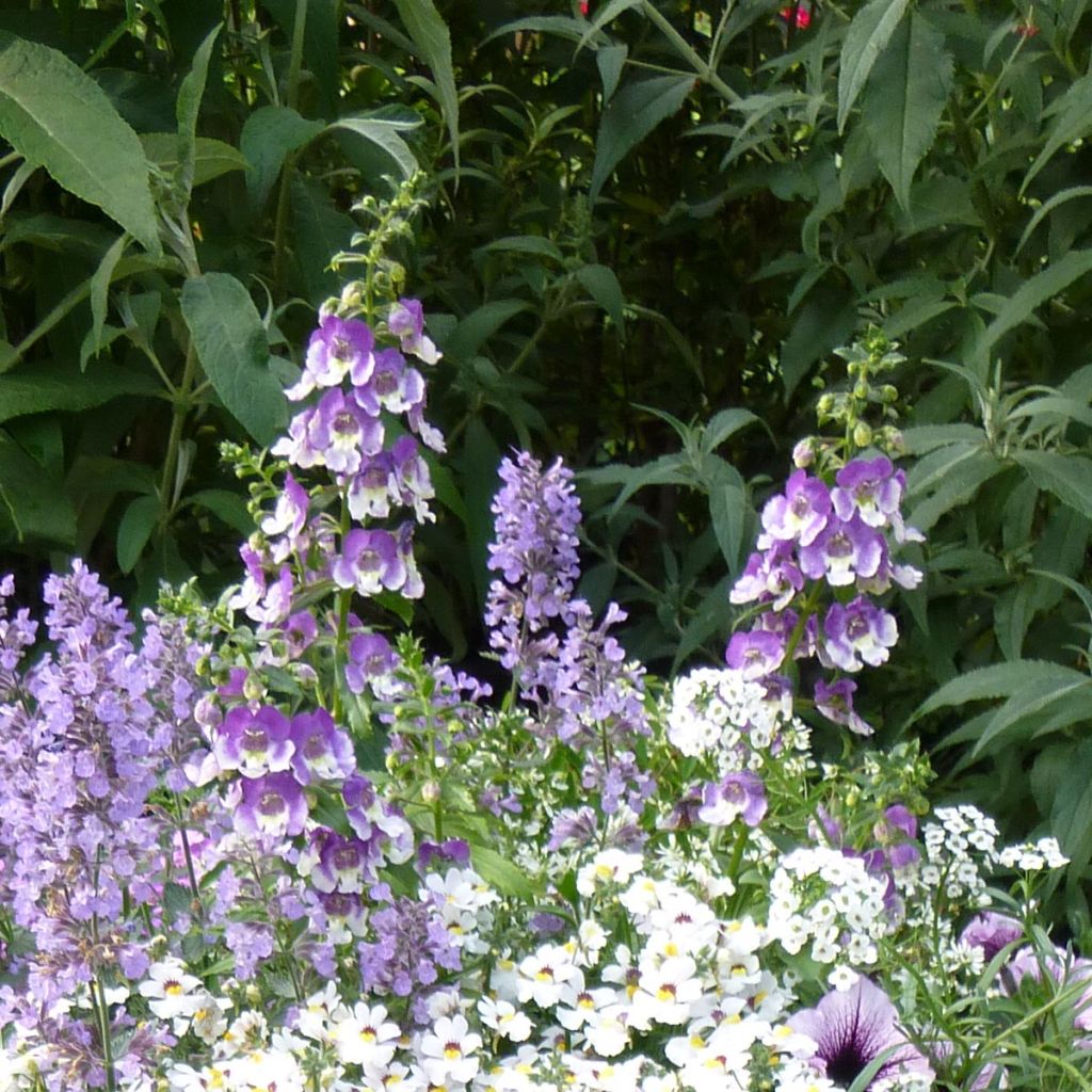 Angelonia Angelface wedgewood blue