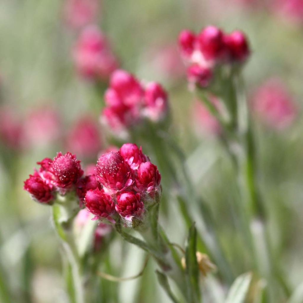 Antennaria dioica Rubra - Mountain Everlasting