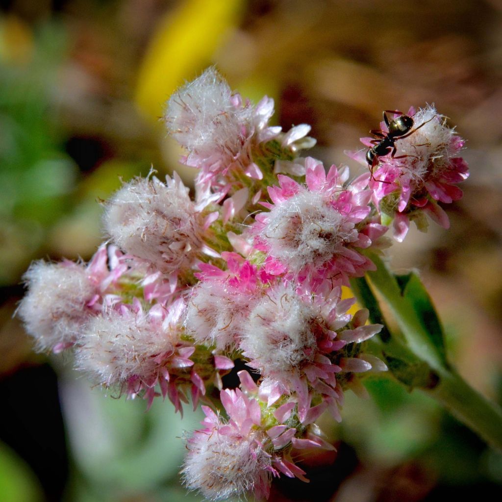 Antennaria dioica Rubra - Mountain Everlasting