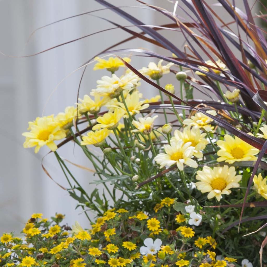 Argyranthemum frutescens Butterfly Yellow - Marguerite bush