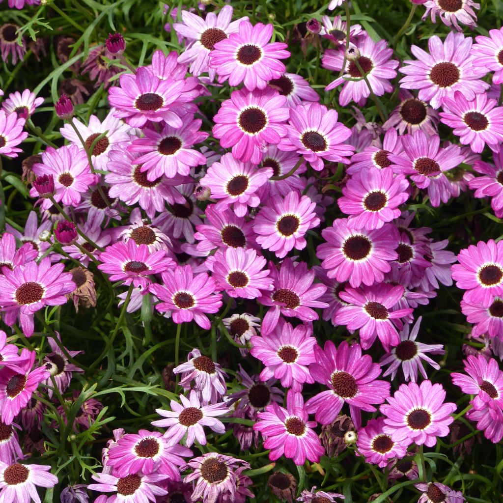 Anthemis Grandaisy Pink Tourmaline - Marguerite