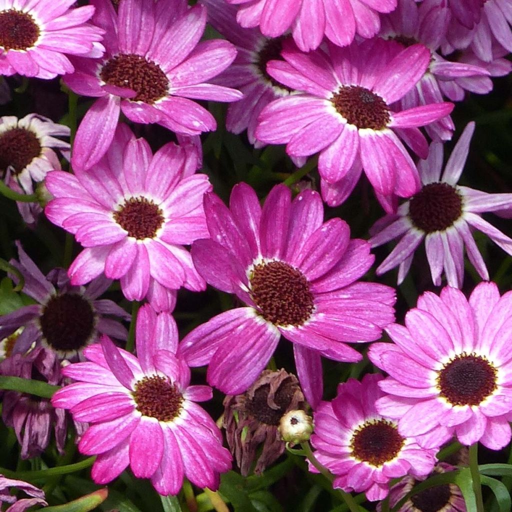 Anthemis Grandaisy Pink Tourmaline - Marguerite