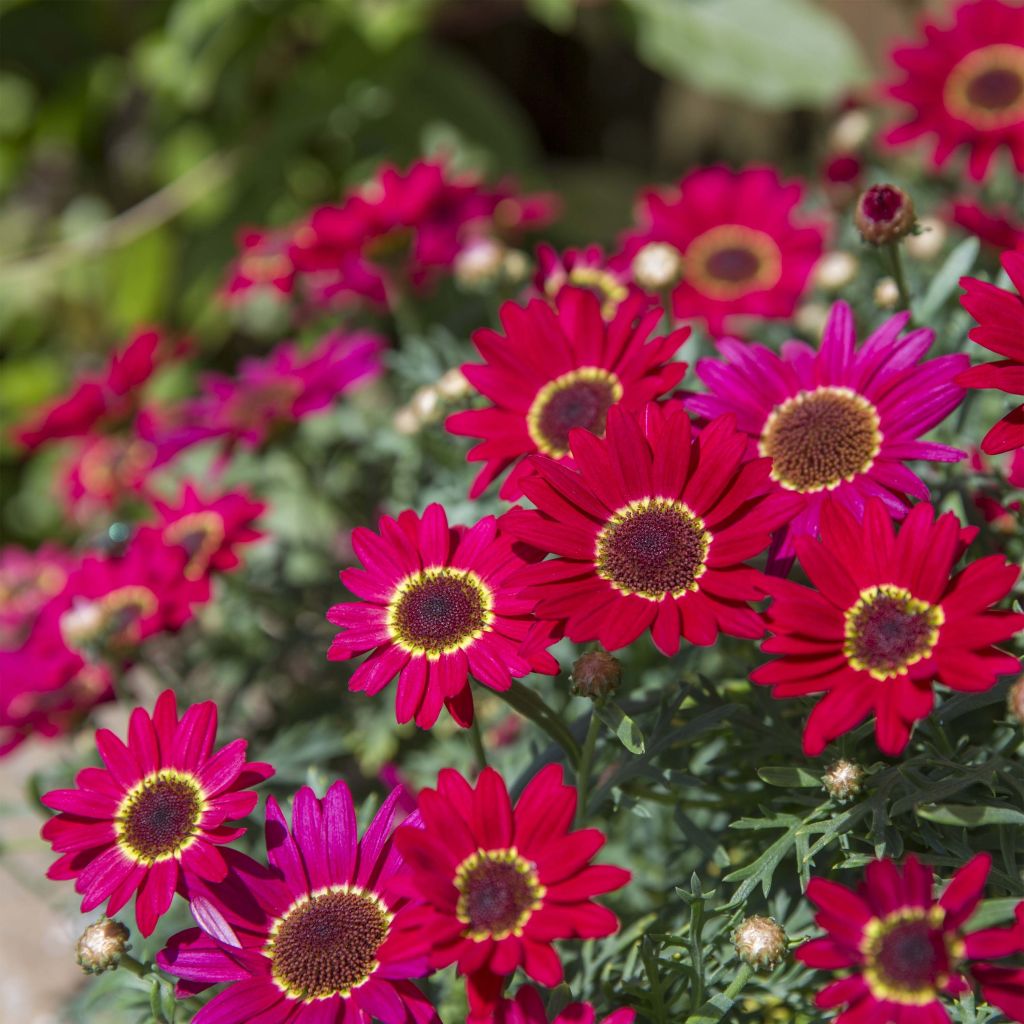 Anthemis Grandaisy Ruby - Marguerite