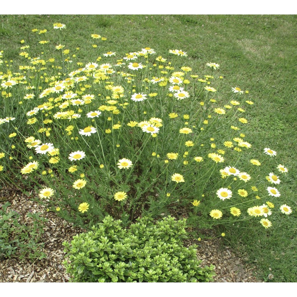 Anthemis tinctoria E.C. Buxton - Marguerite