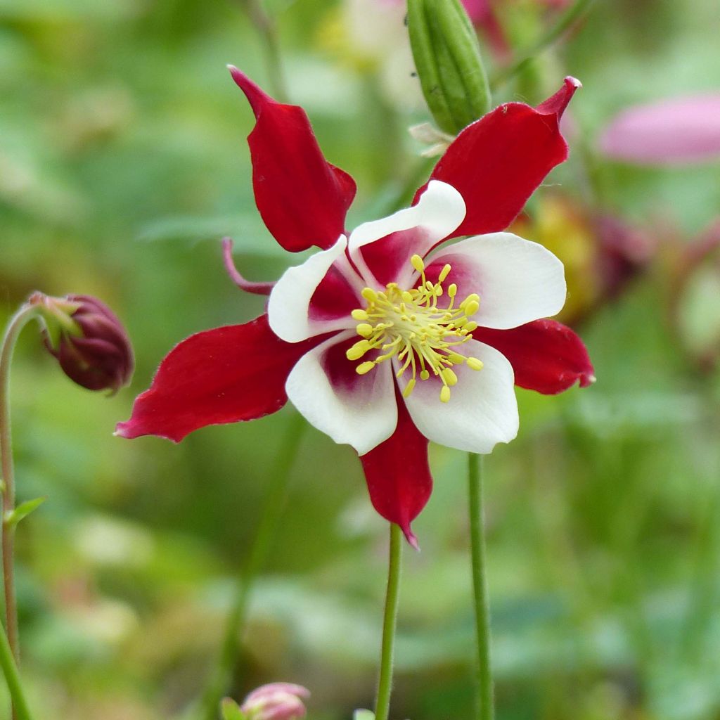 Aquilegia Crimson Star - Columbine