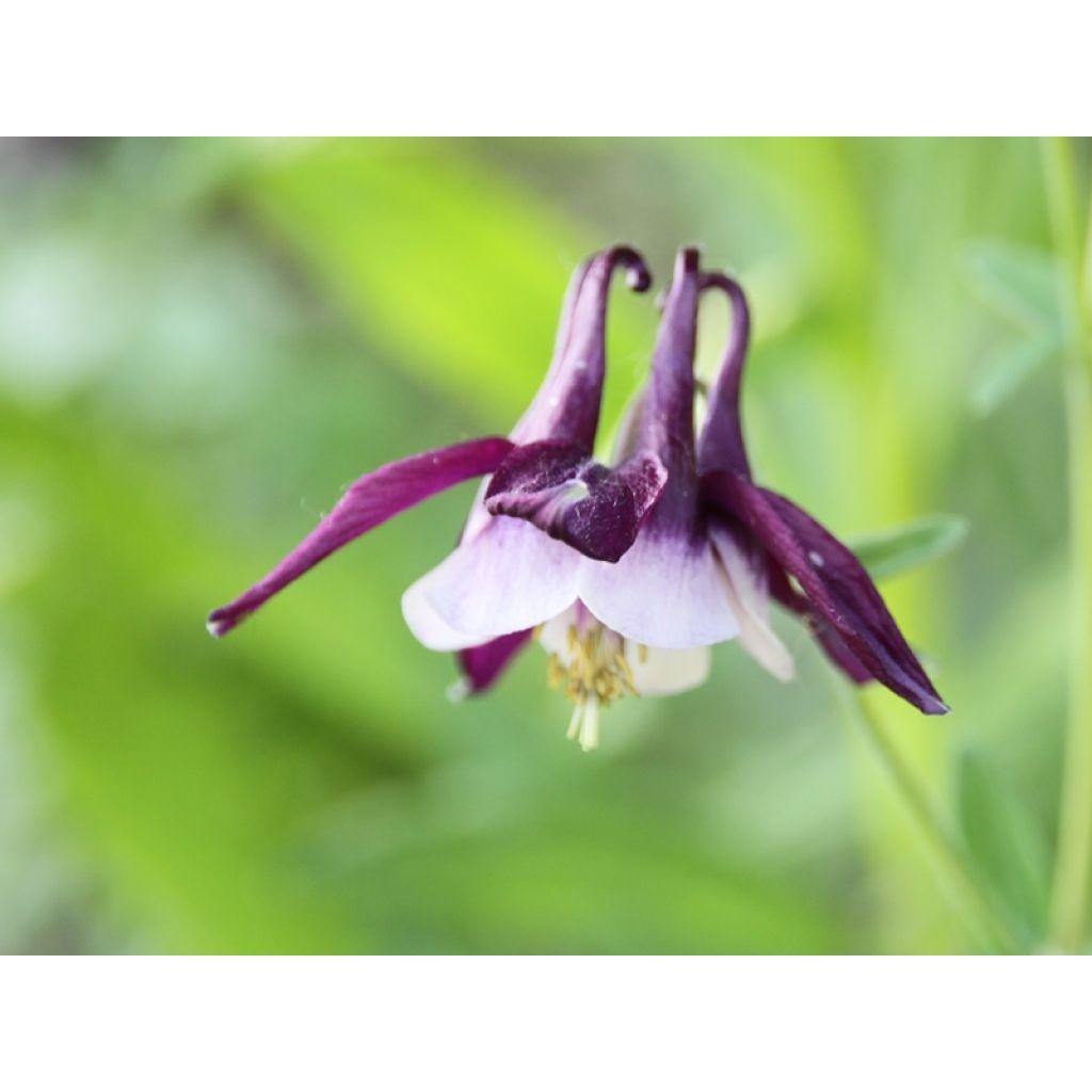 Aquilegia vulgaris William Guiness - Columbine