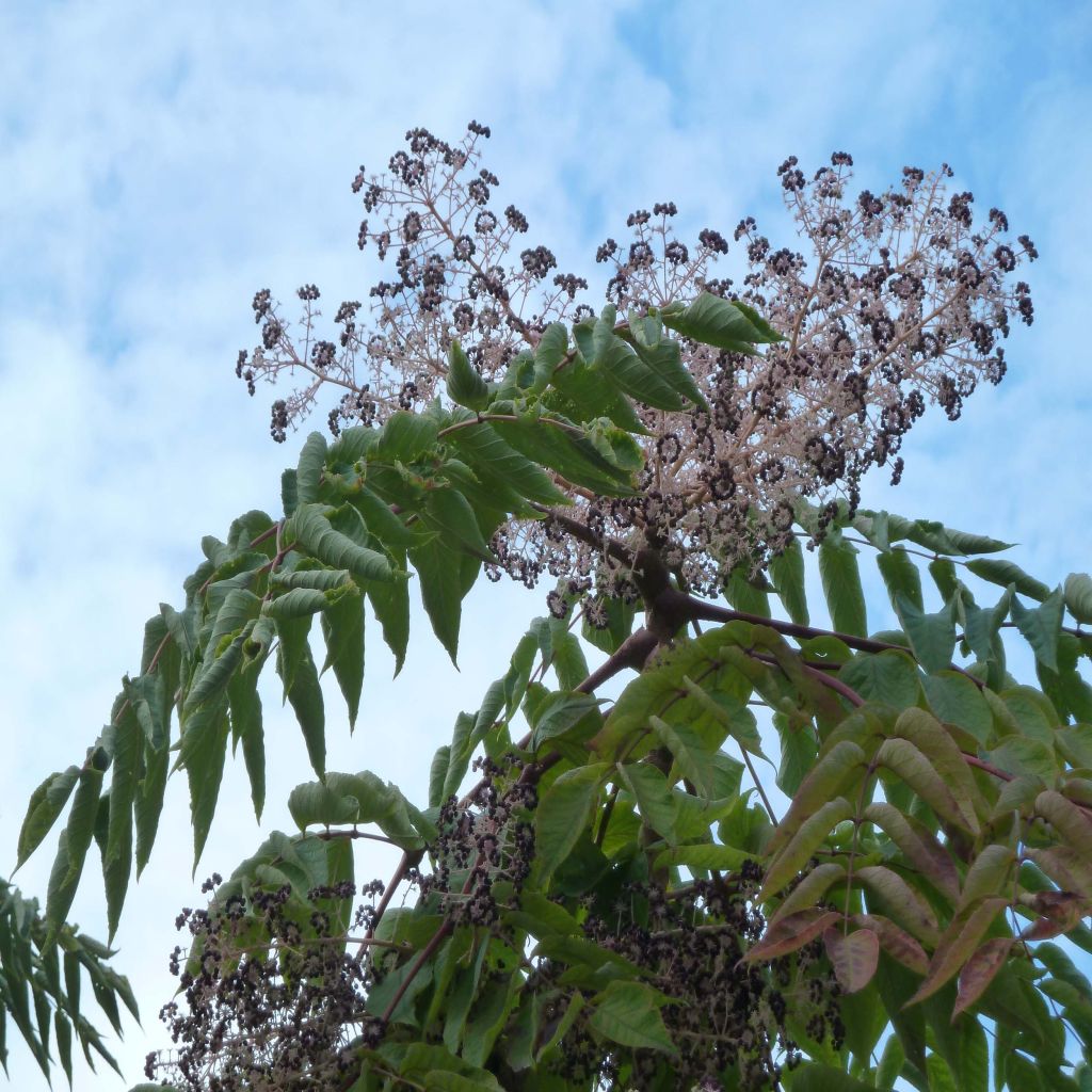 Aralia elata