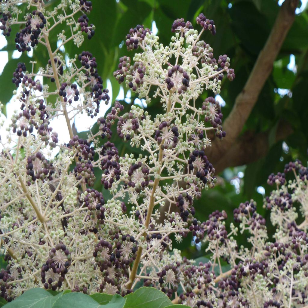 Aralia elata - Angélique en arbre du Japon