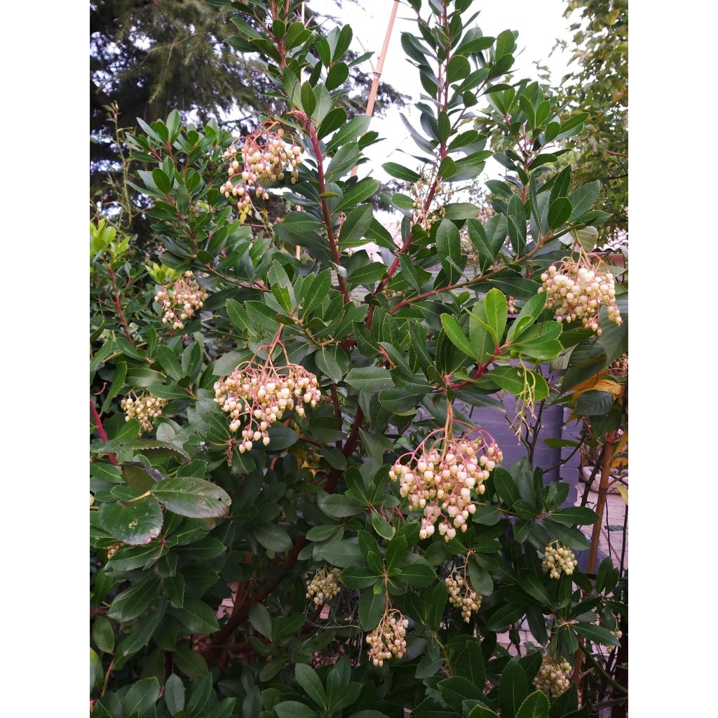 Arbutus unedo - Strawberry tree