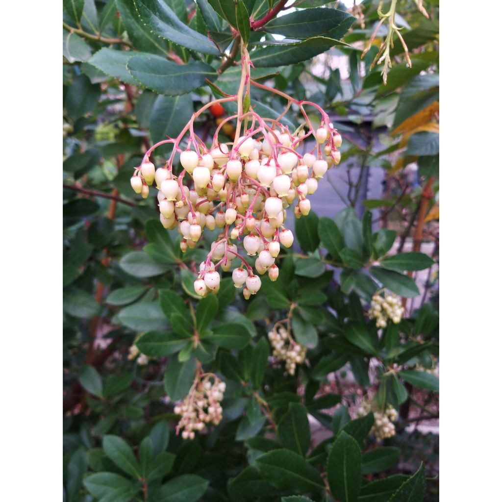 Arbutus unedo - Strawberry tree