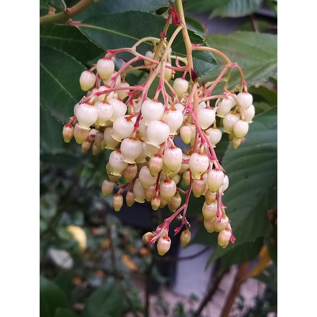 Arbutus unedo - Strawberry tree