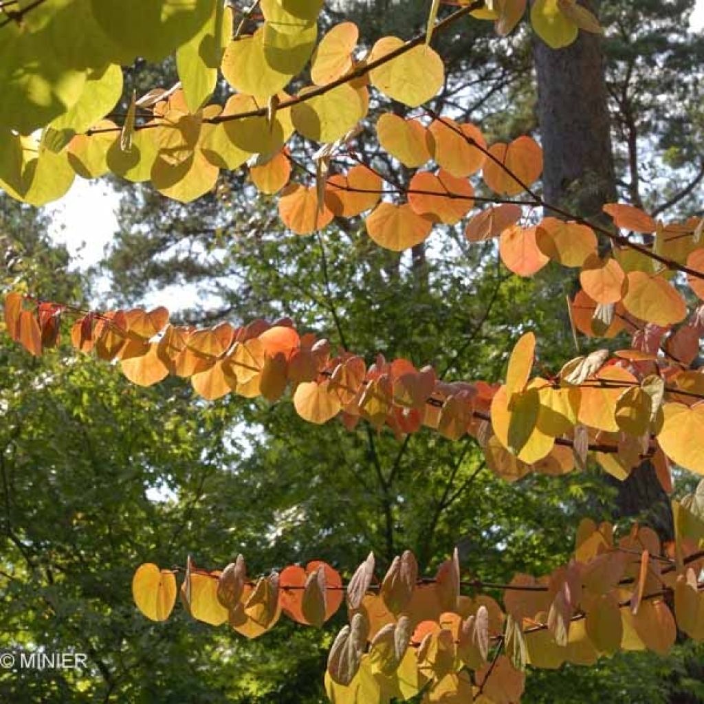 Cercidiphyllum japonicum  