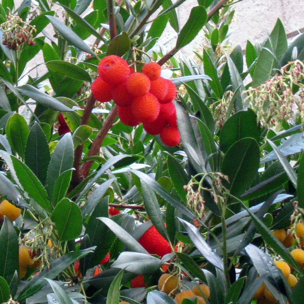 Arbutus unedo - Strawberry tree