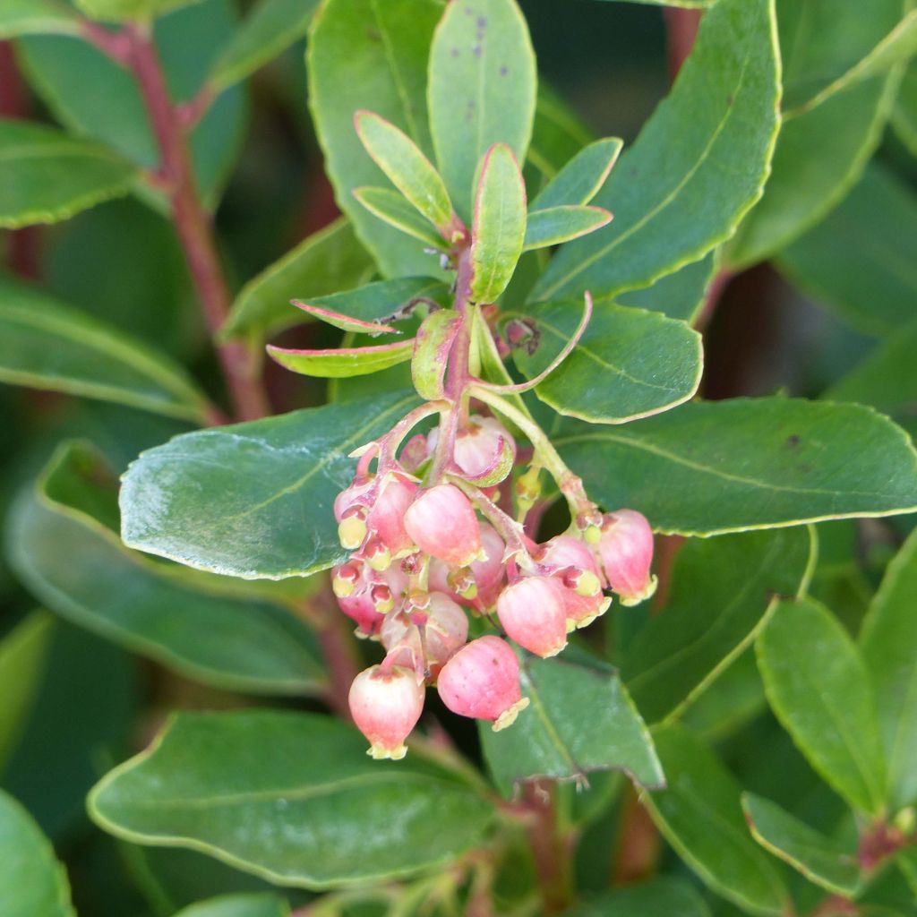 Arbutus unedo Roselily - Strawberry Tree