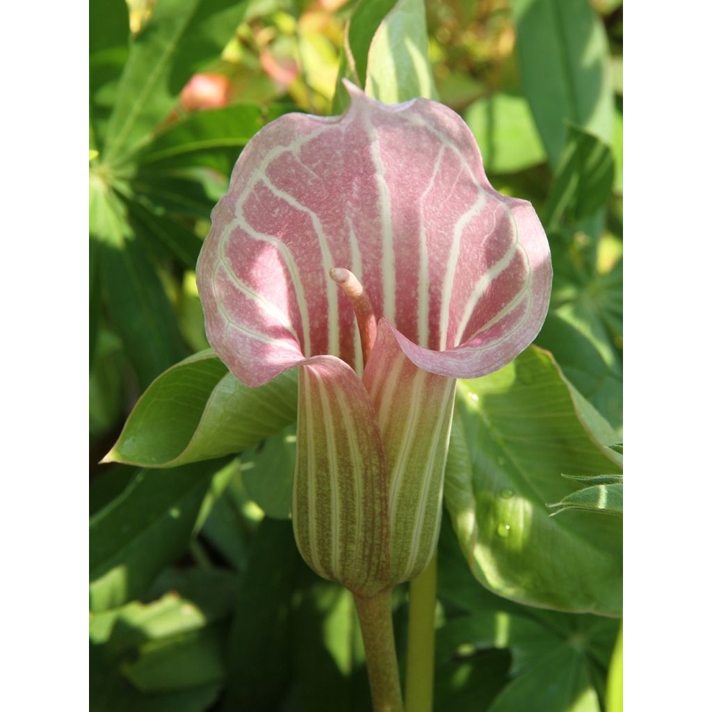 Arisaema candidissimum