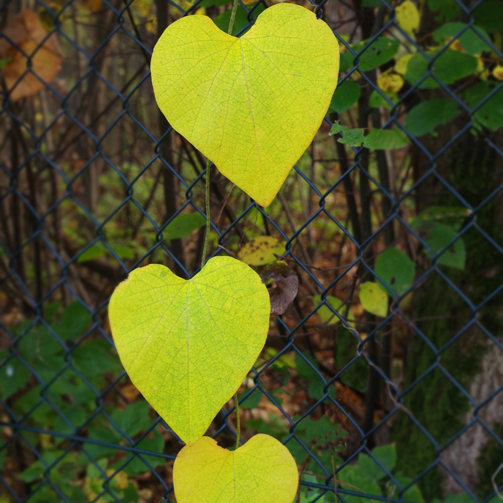 Aristoloche - Aristolochia macrophylla (durior)