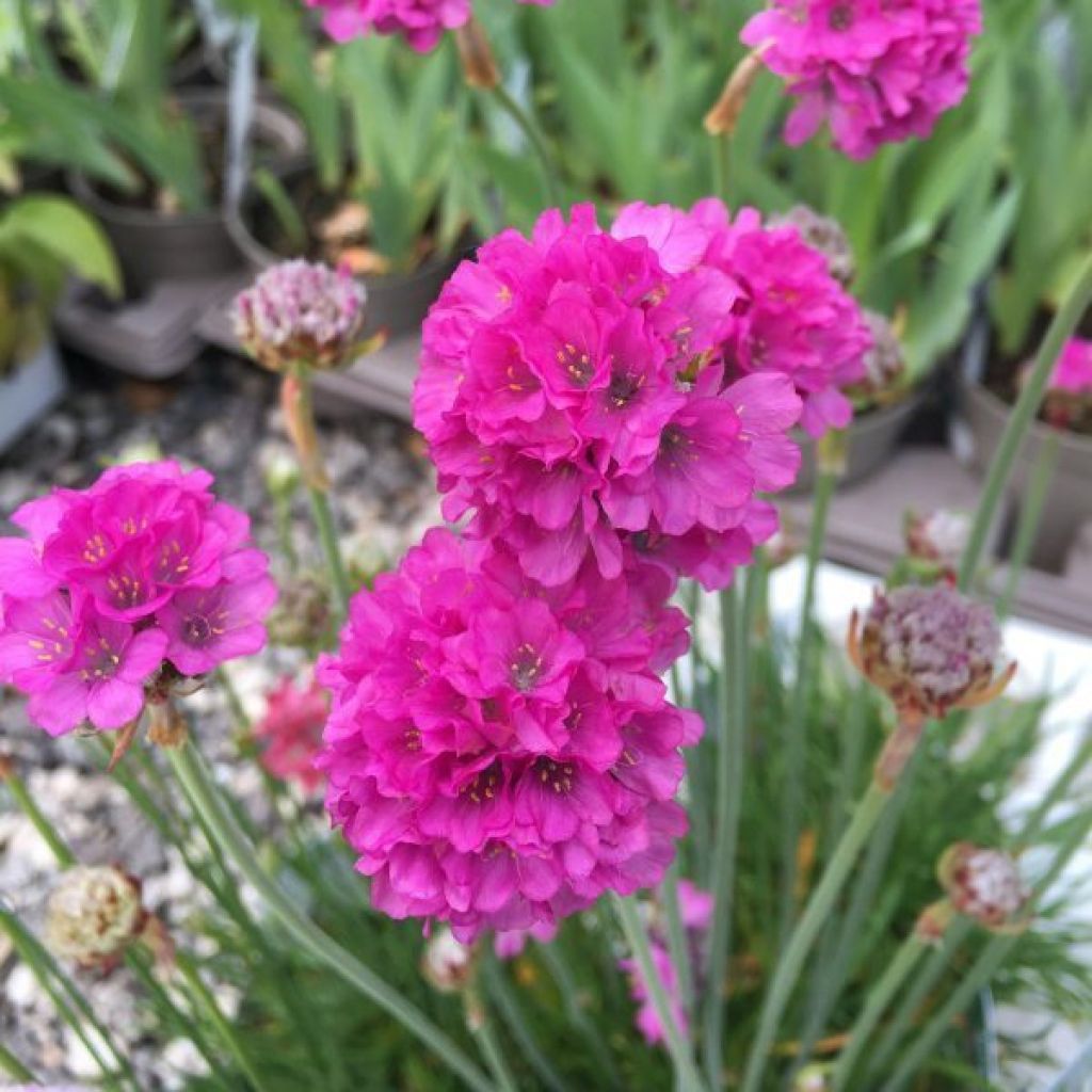 Armeria hybrida Ornament - Sea Thrift