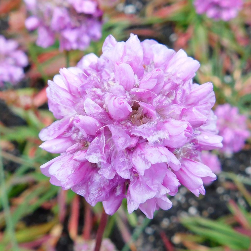 Armeria pseudarmeria Ballerina Lilac - Sea Thrift