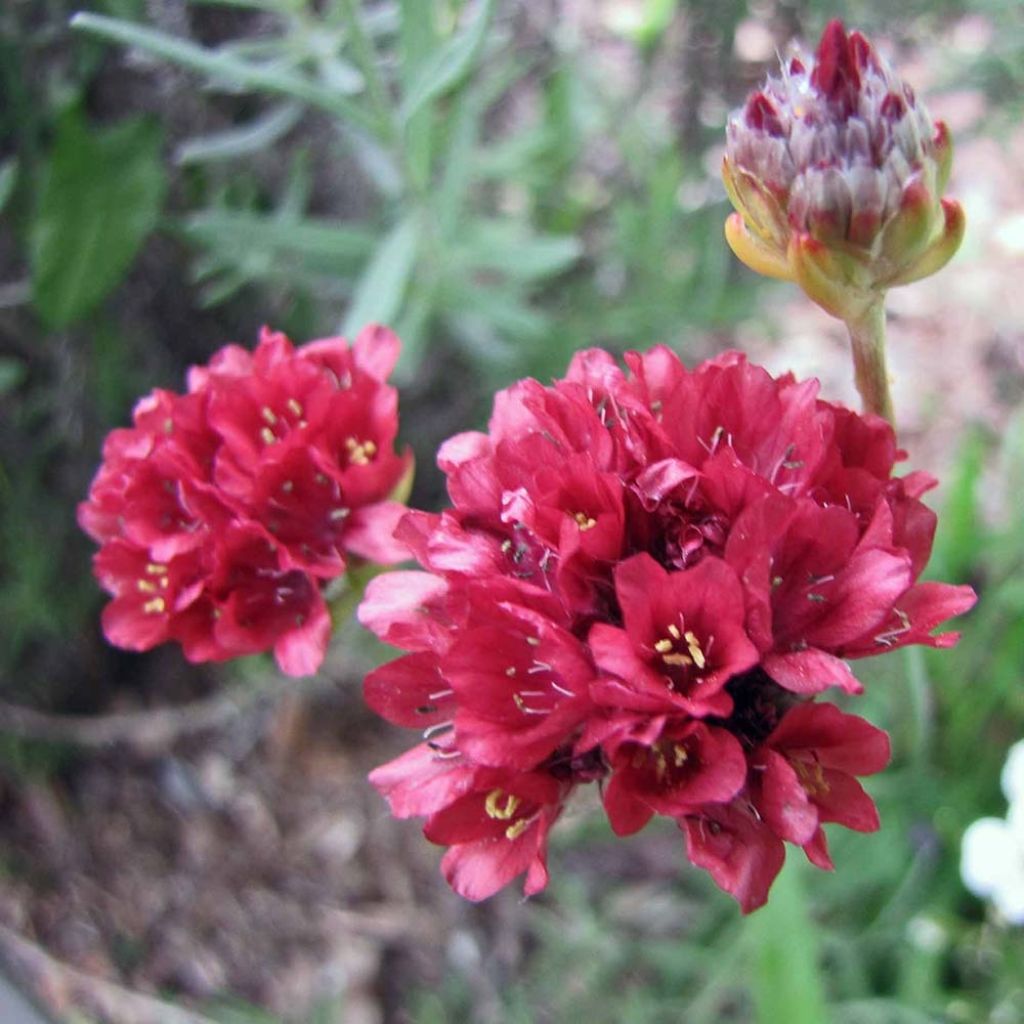 Armeria pseudarmeria Ballerina Red - Sea Thrift