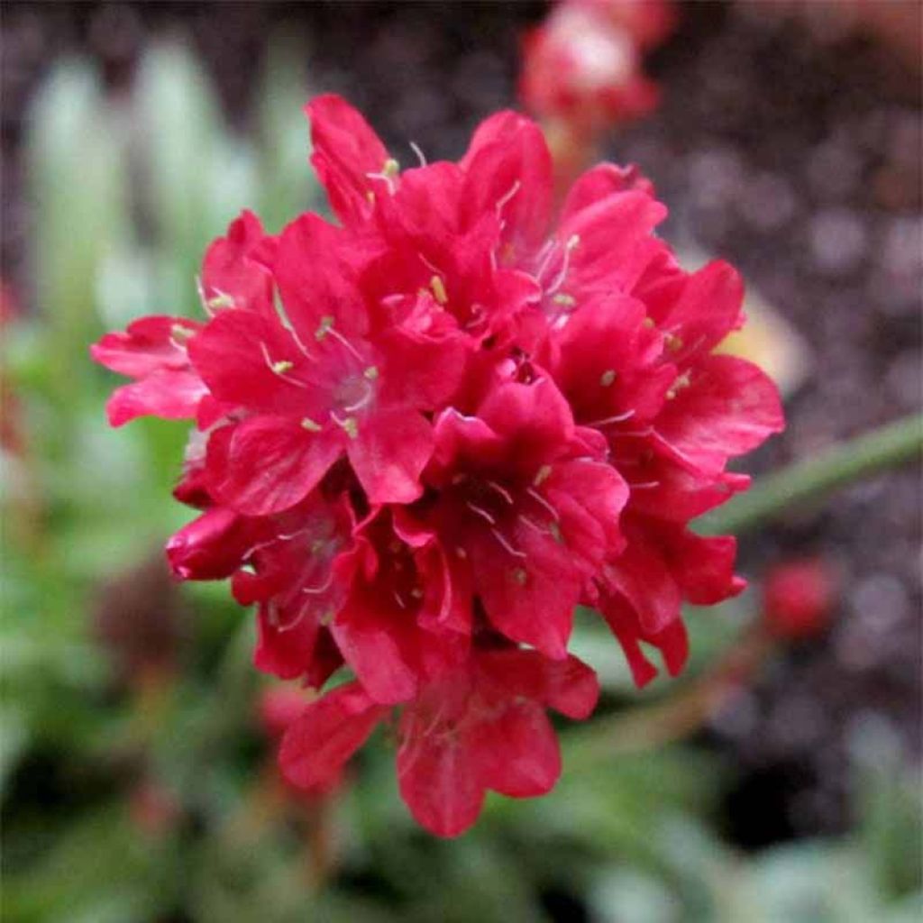 Armeria pseudarmeria Ballerina Red - Sea Thrift