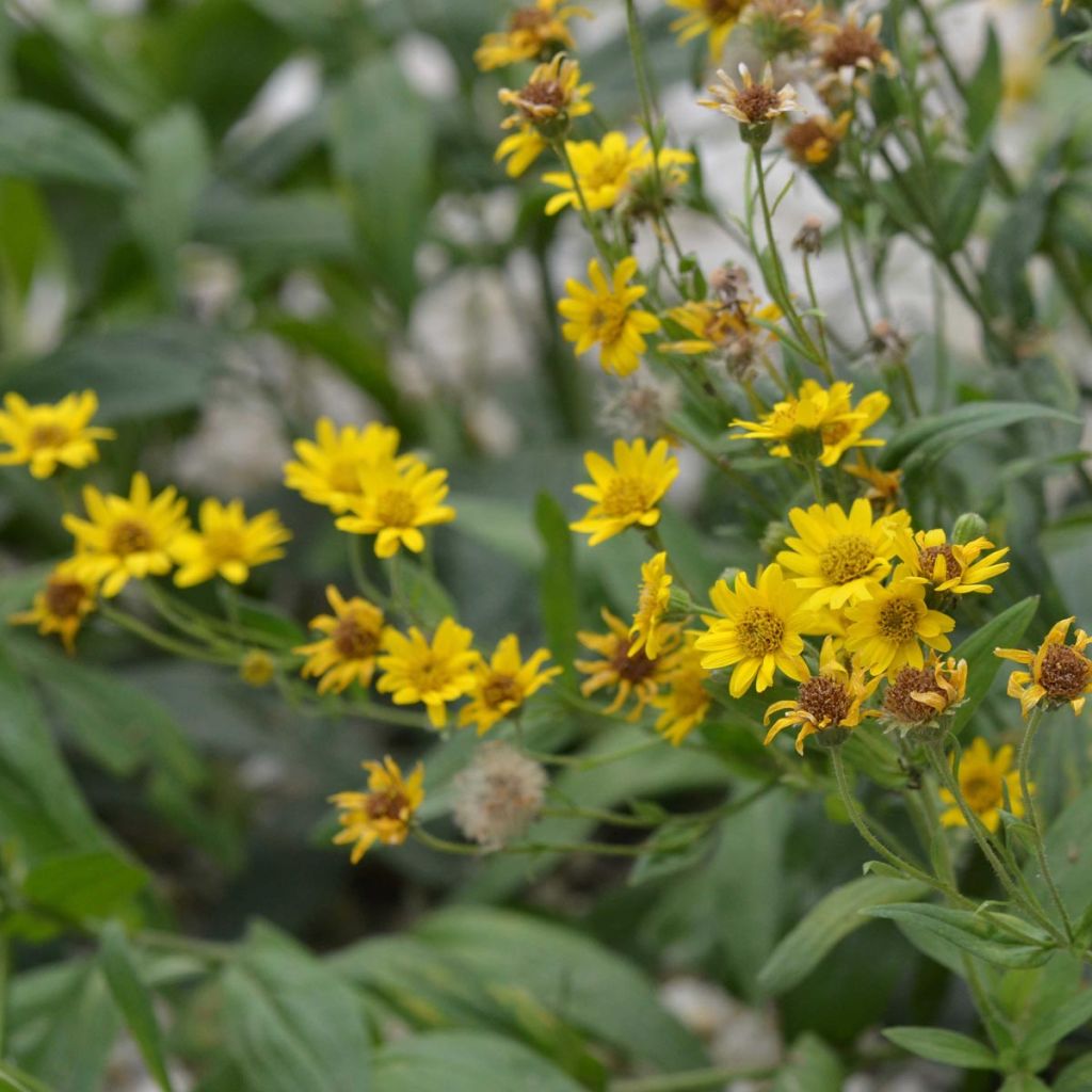 Arnica Bio - Ferme de Sainte Marthe