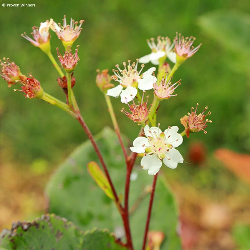 Aronia melanocarpa REVONTULI® HEDGER Proven Winners®