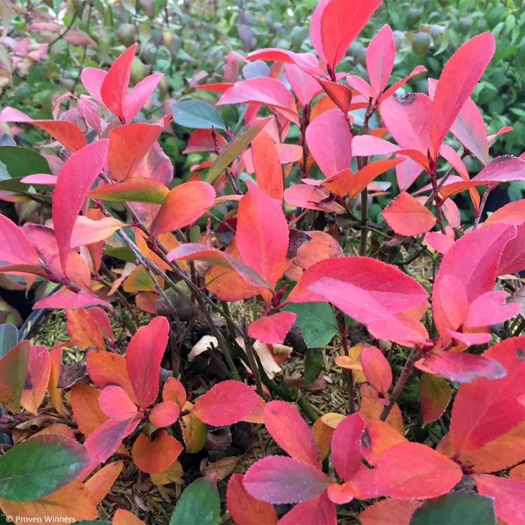 Aronia melanocarpa REVONTULI® MOUND Proven Winners® 