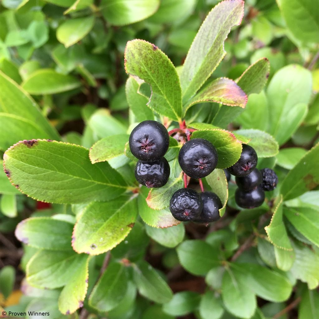 Aronia melanocarpa REVONTULI® MOUND Proven Winners® 