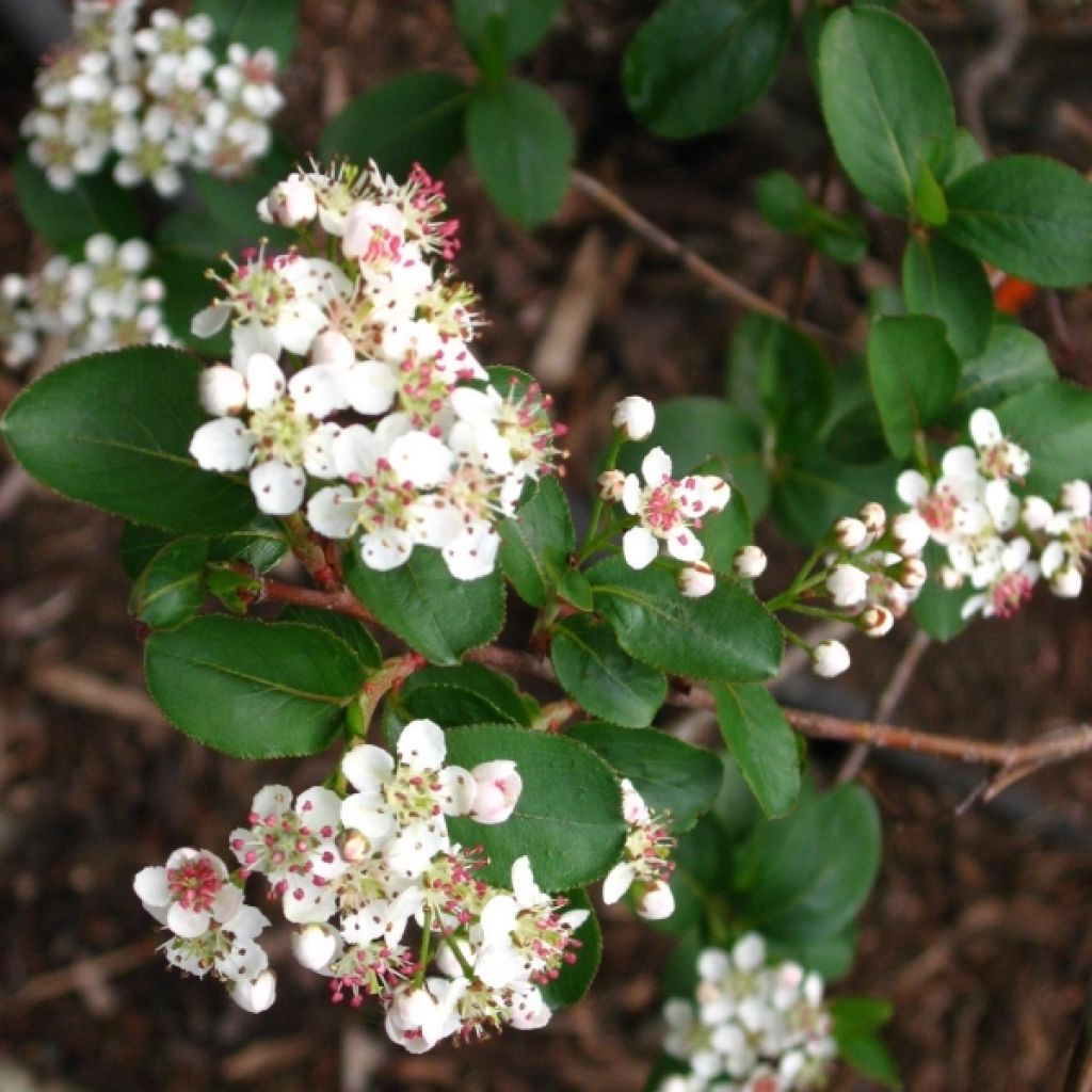 Aronia (x) prunifolia (melanocarpa) Viking