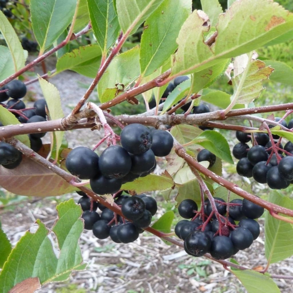 Aronia prunifolia Viking