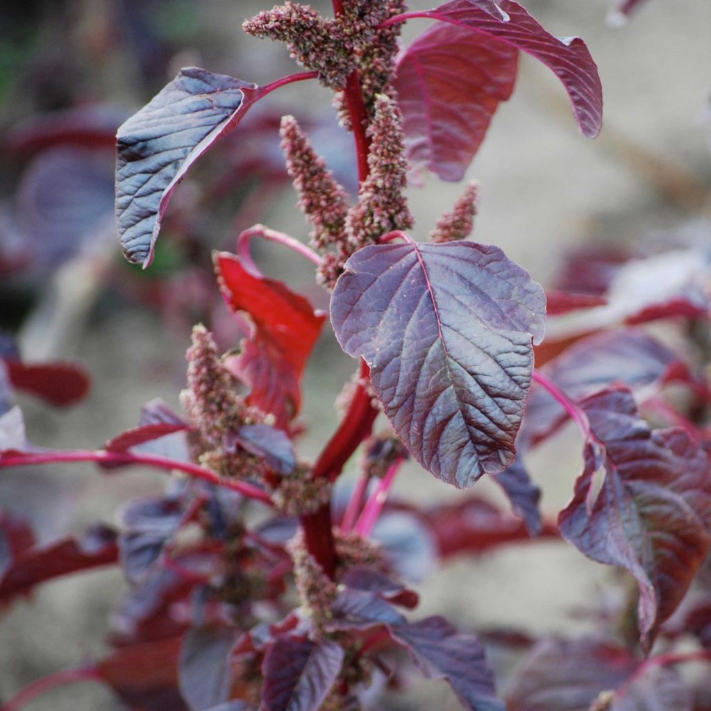 Arroche Rouge Bio - Ferme de Sainte Marthe