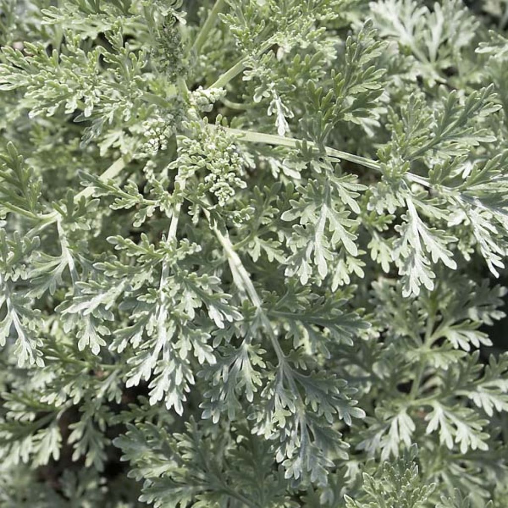 Artemisia arborescens Powis Castle