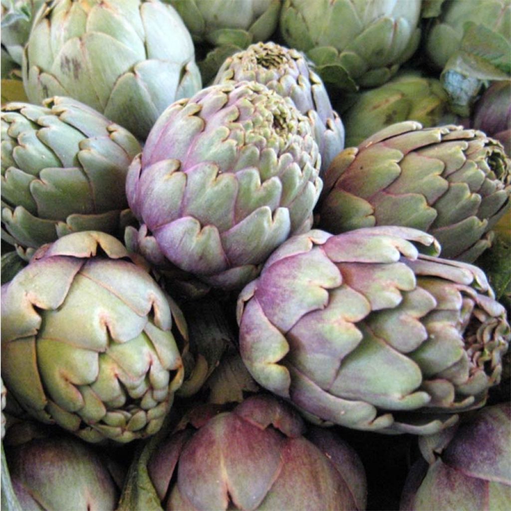 Artichoke Violet de Provence plants - Cynara scolymus