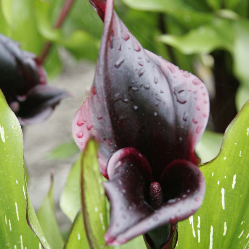 Zantedeschia elliottiana Schwartzwalder - Calla Lily