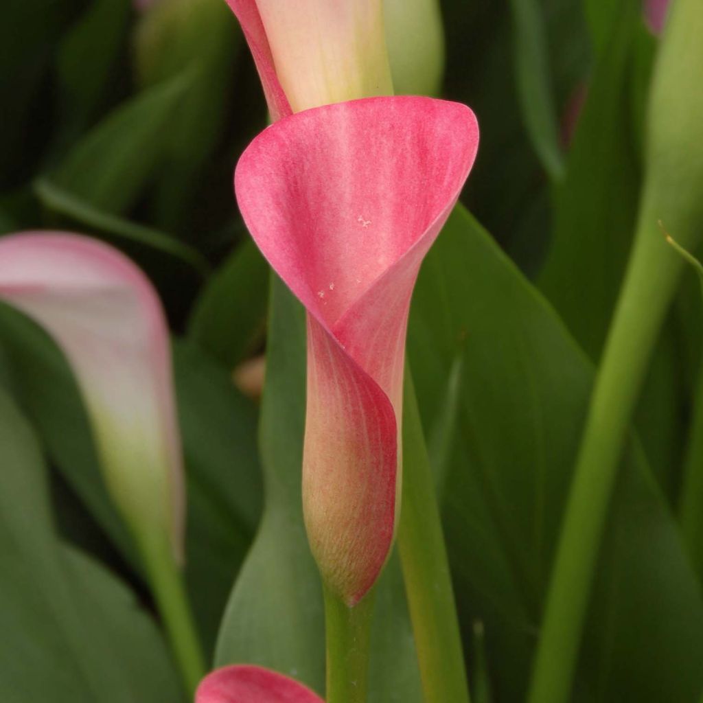 Arum ou Calla rose - Zantedeschia Rehmanii