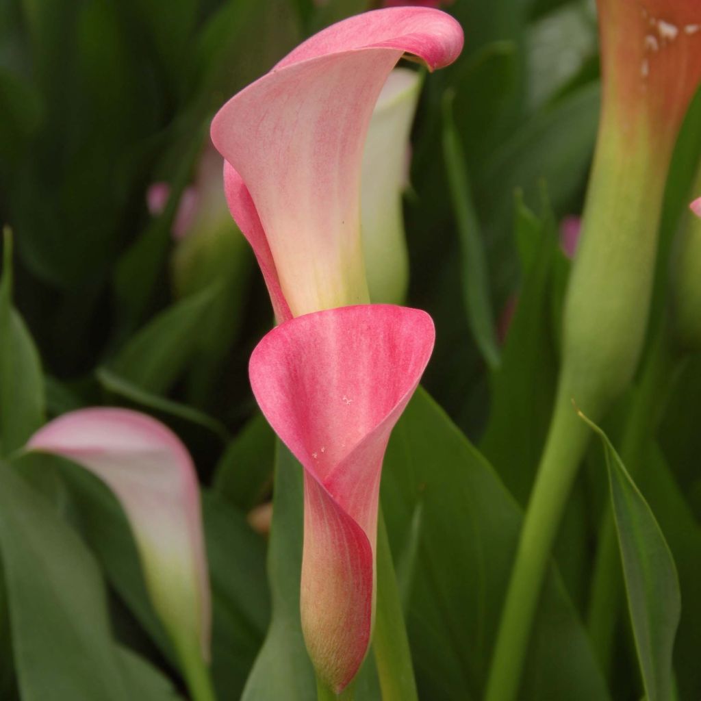 Zantedeschia elliottiana Rehmanii - Calla Lily