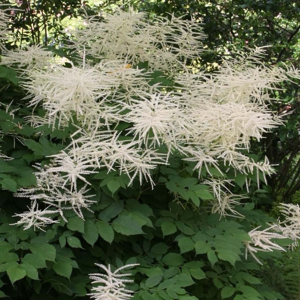 Aruncus dioïcus sylvestris - Goat's Beard