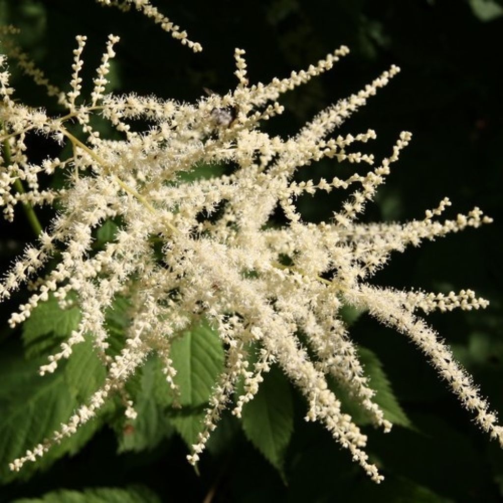 Aruncus dioïcus sylvestris - Goat's Beard