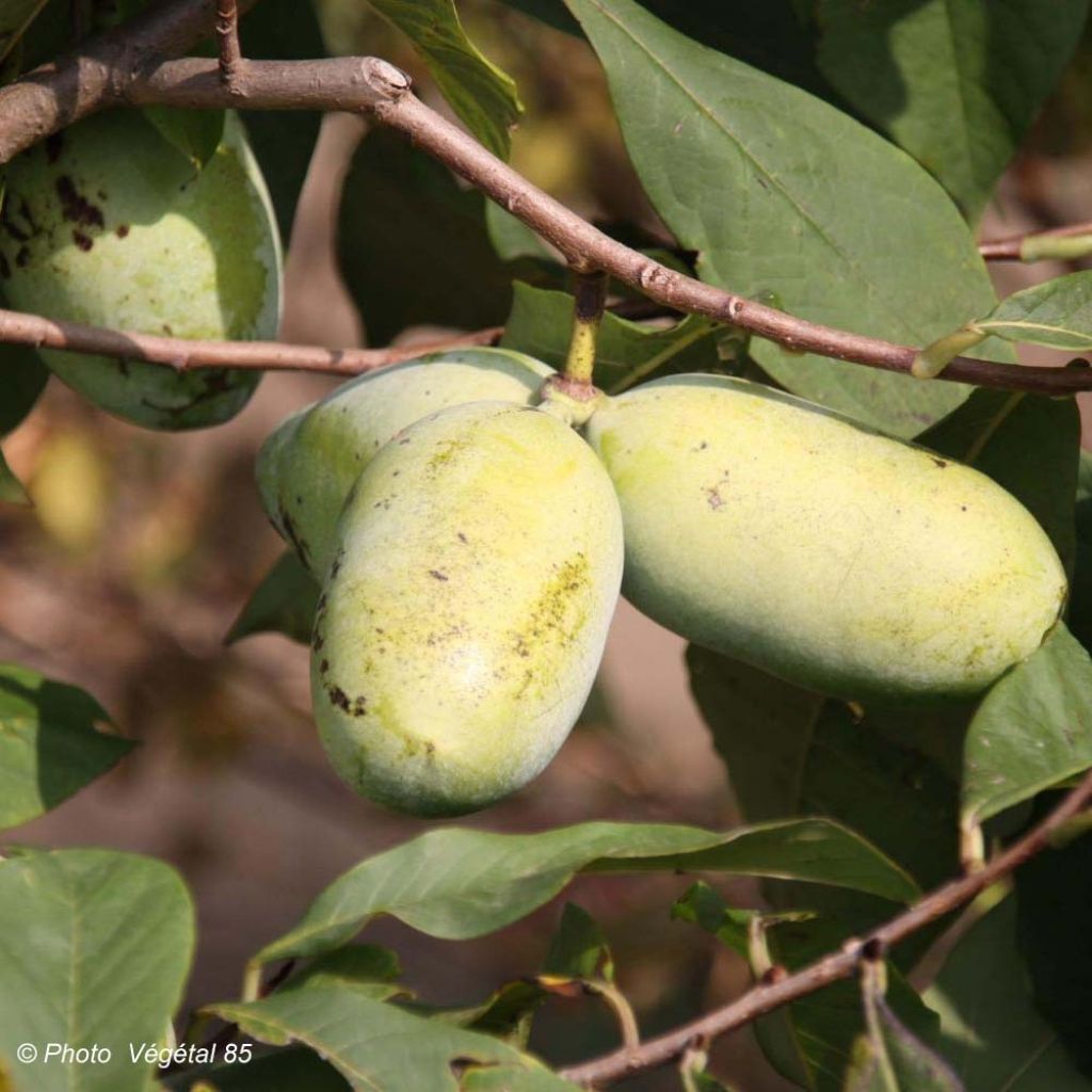 Asimina Sunflower - Pawpaw