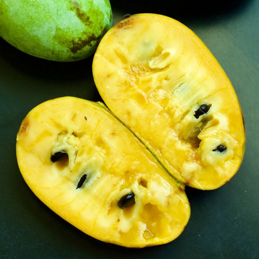 Asimina triloba Prolific - Paw Paw