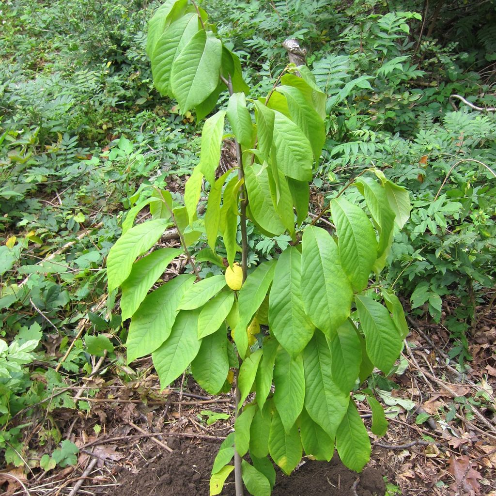 Asimina triloba Prolific - Paw Paw