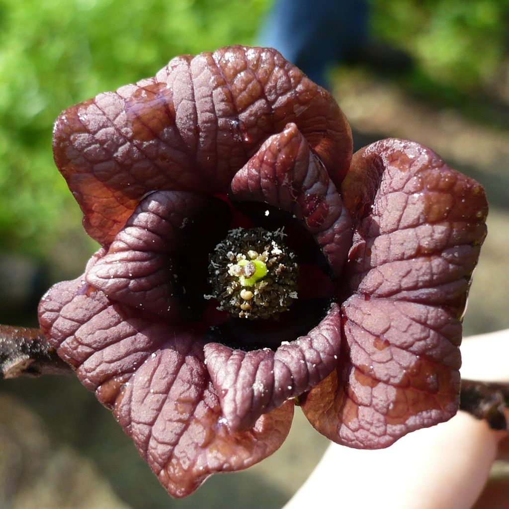 Asimina triloba Prolific - Paw Paw