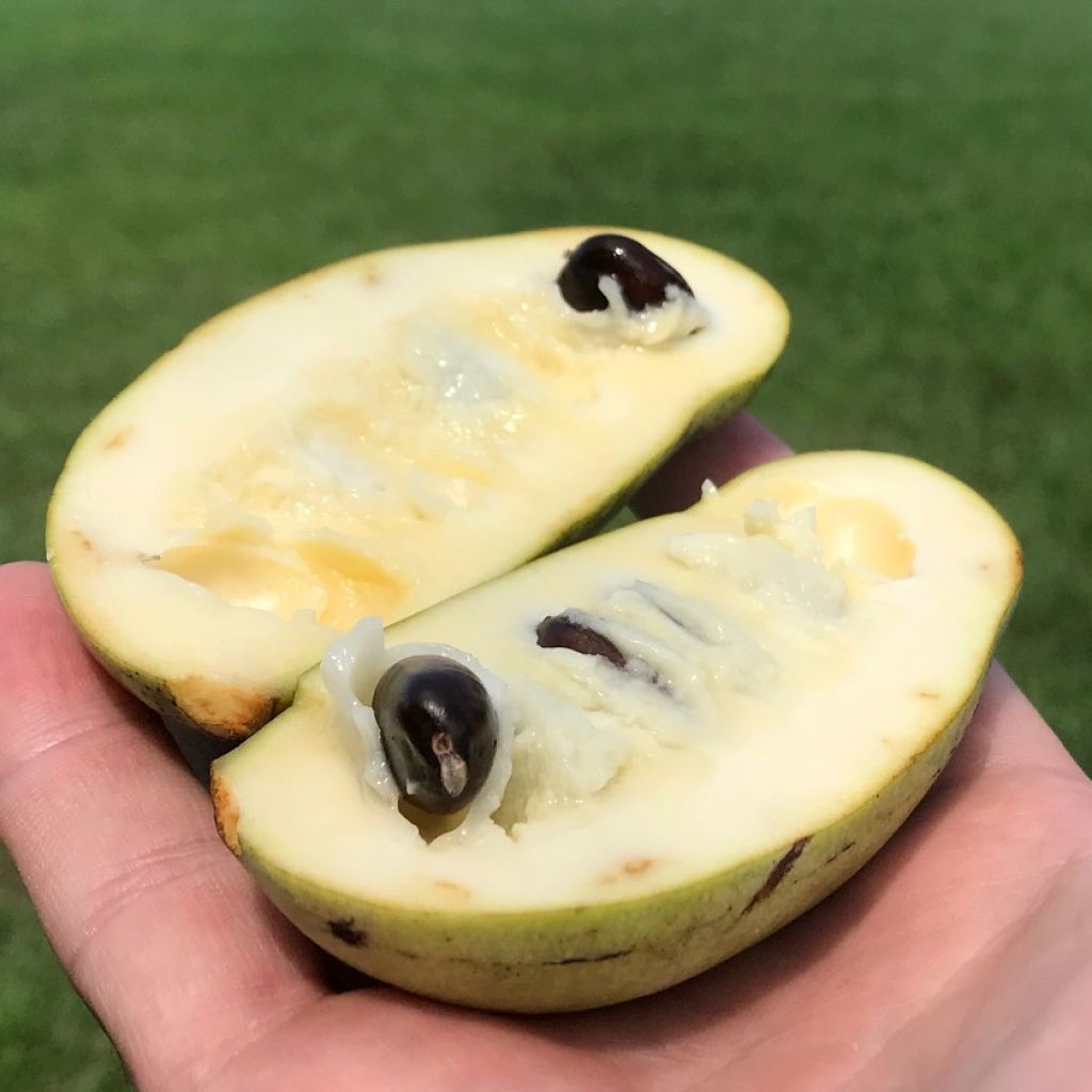 Asimina triloba Prolific - Paw Paw