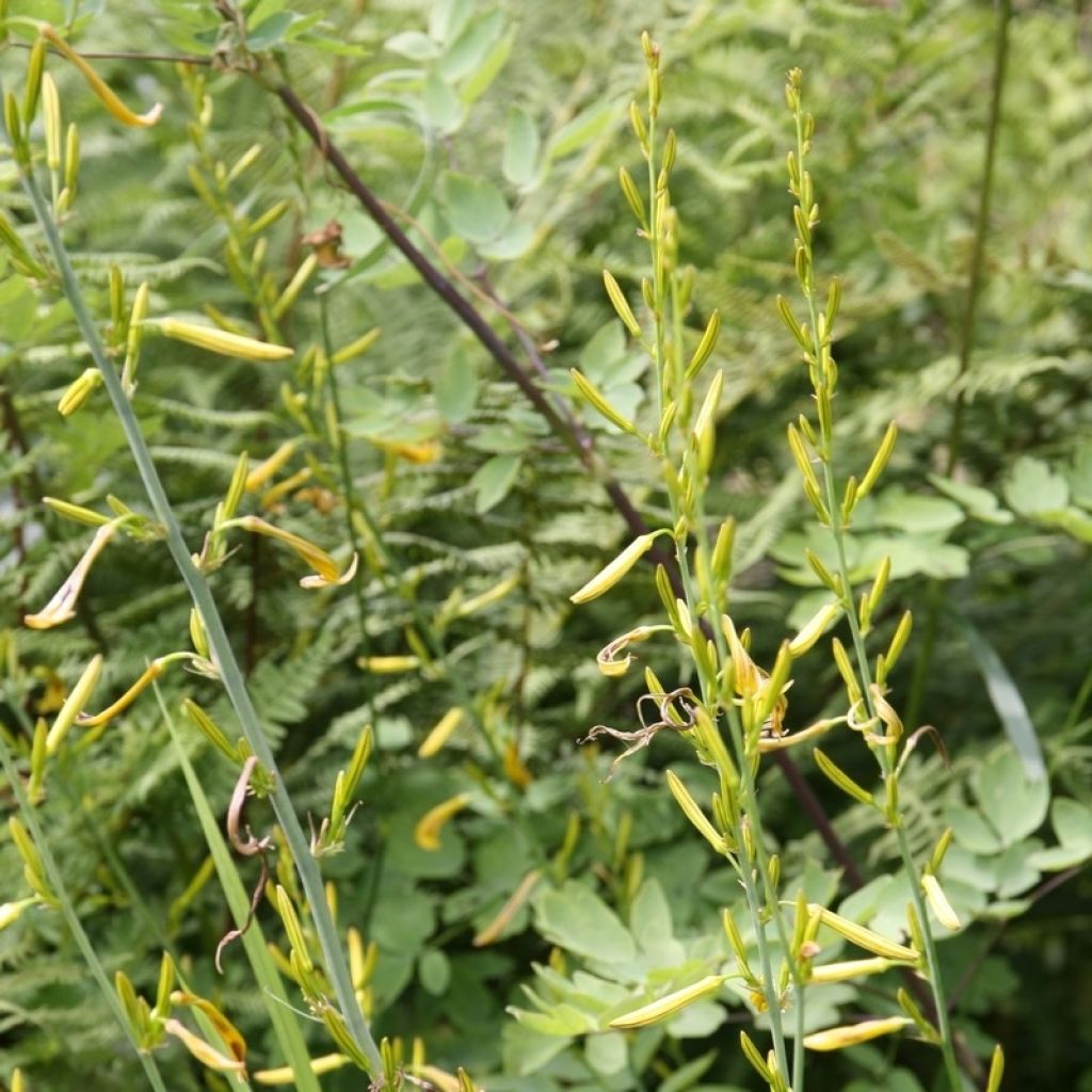 Asphodeline liburnica - Jacob's Rod