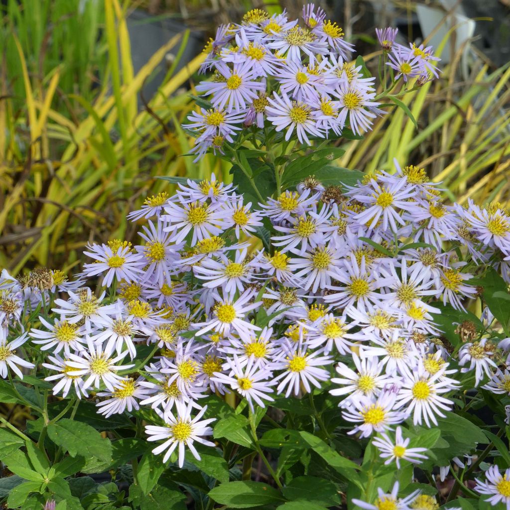 Aster ageratoides Asran