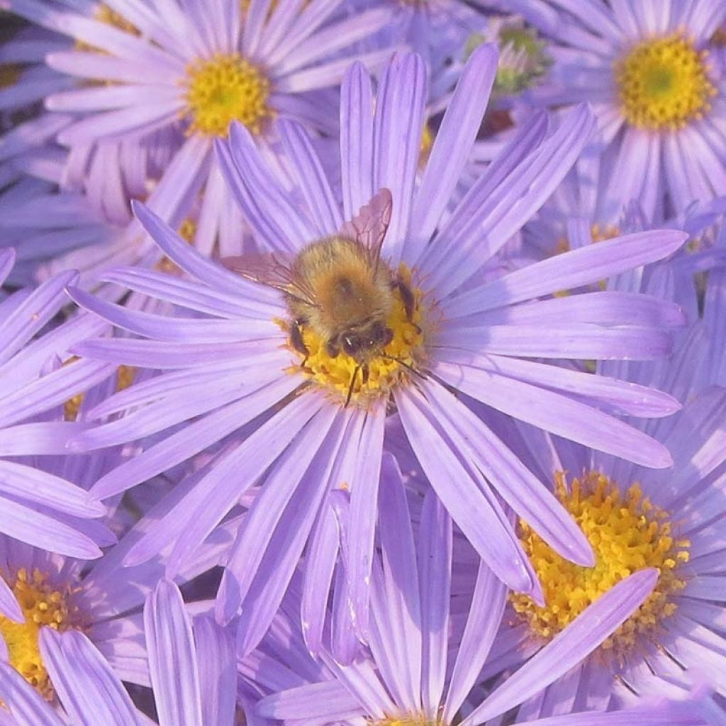 Aster amellus King George