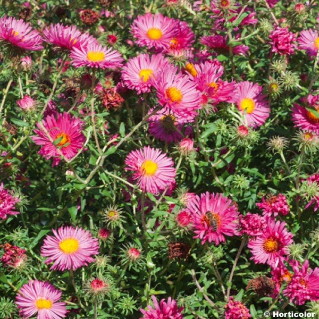 Aster novae-angliae Andenken an Alma Pötschke