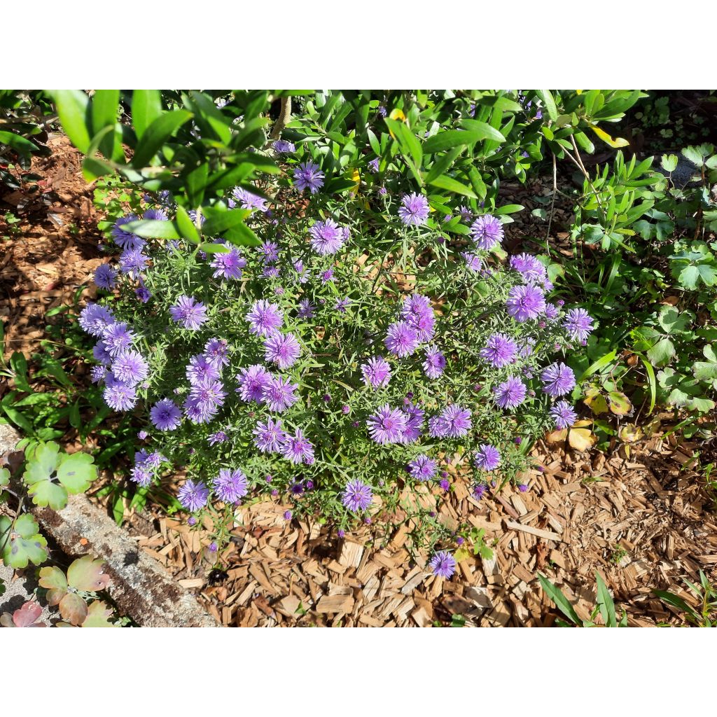 Aster dumosus Lady in Blue