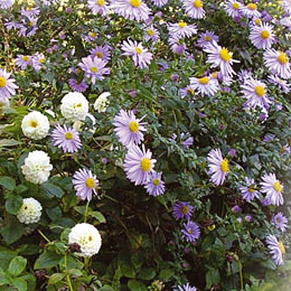 Aster Herfstweelde