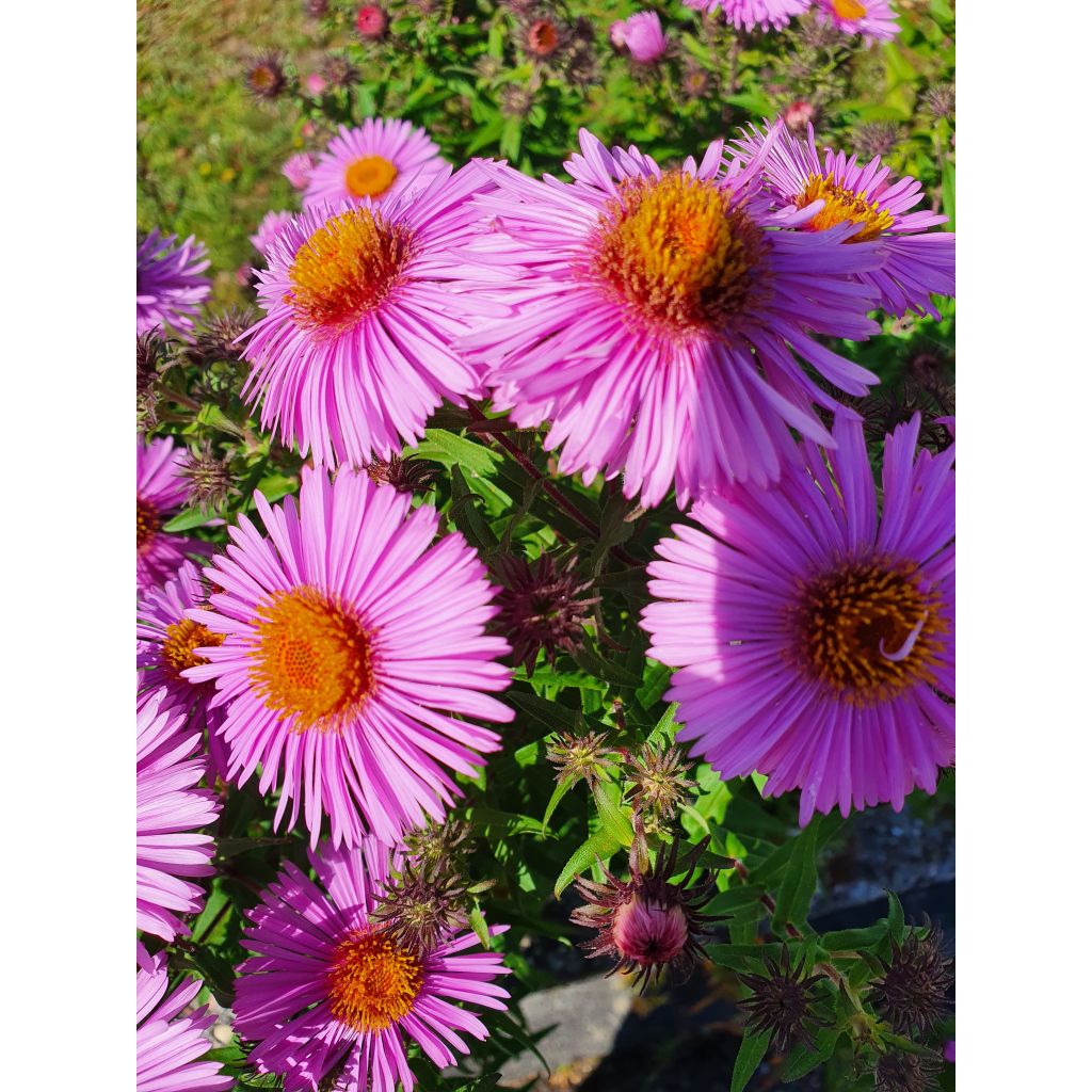 Aster novae-angliae Barrs Pink